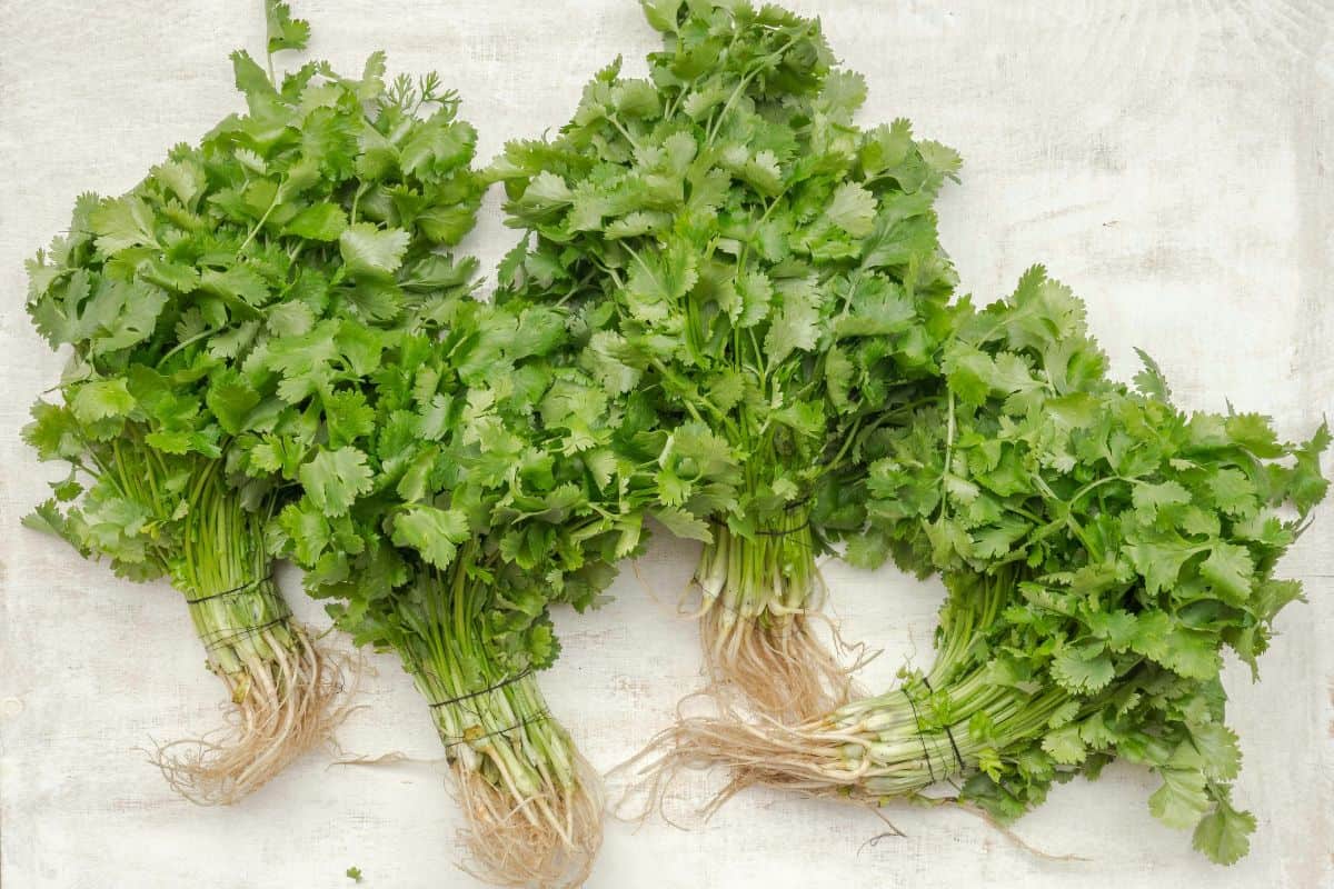 bunches of cilantro (coriander leaves) on a flat surface.