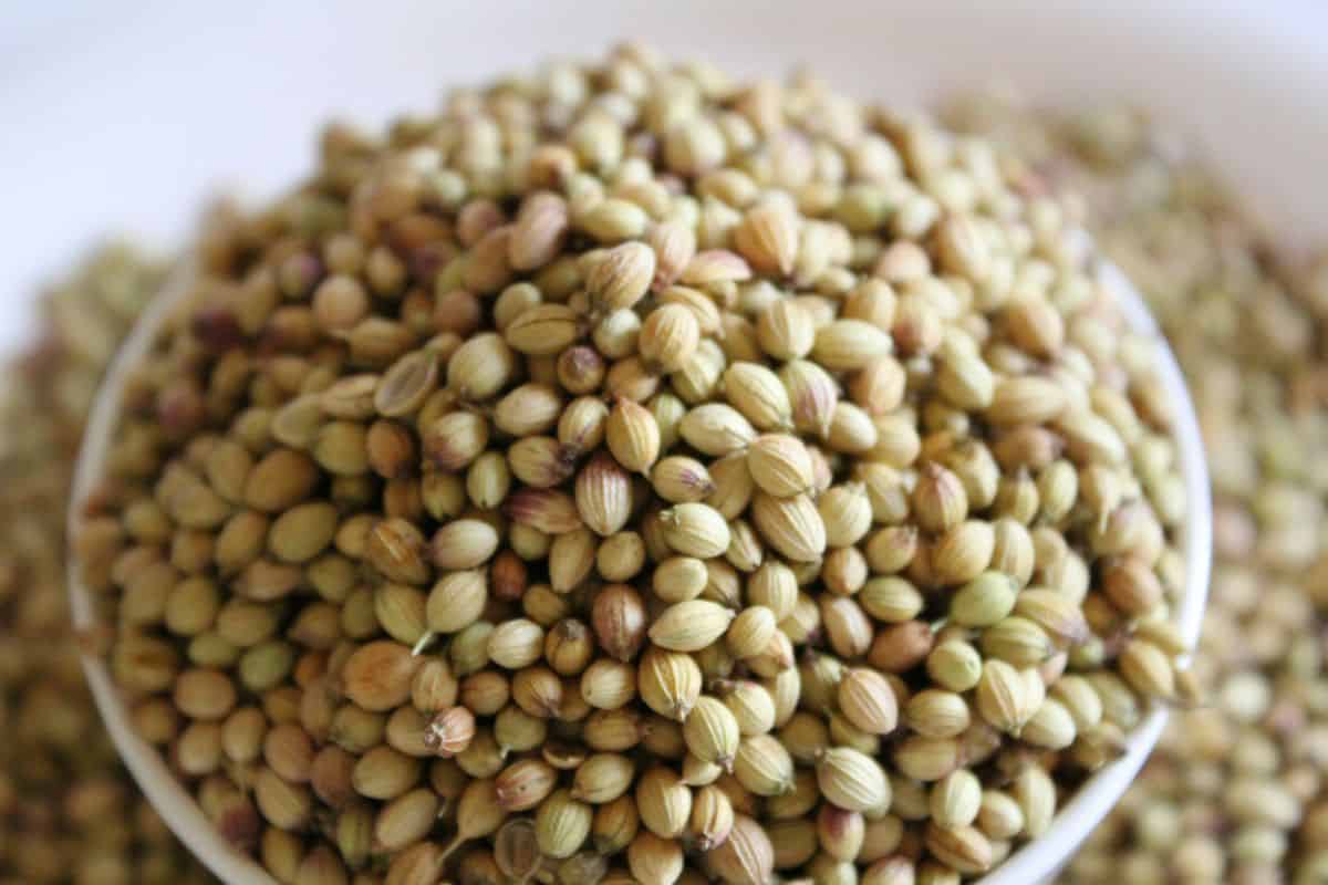 whole coriander seeds in a bowl.