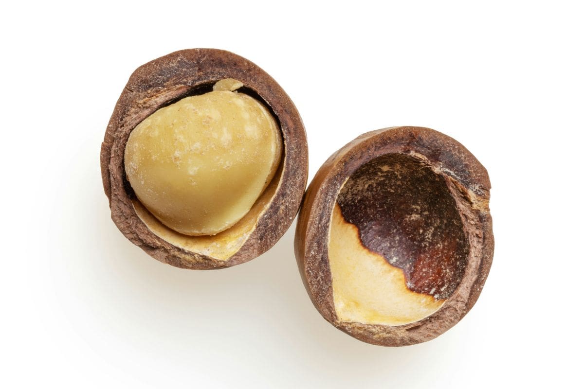 a sliced macadamia nut.