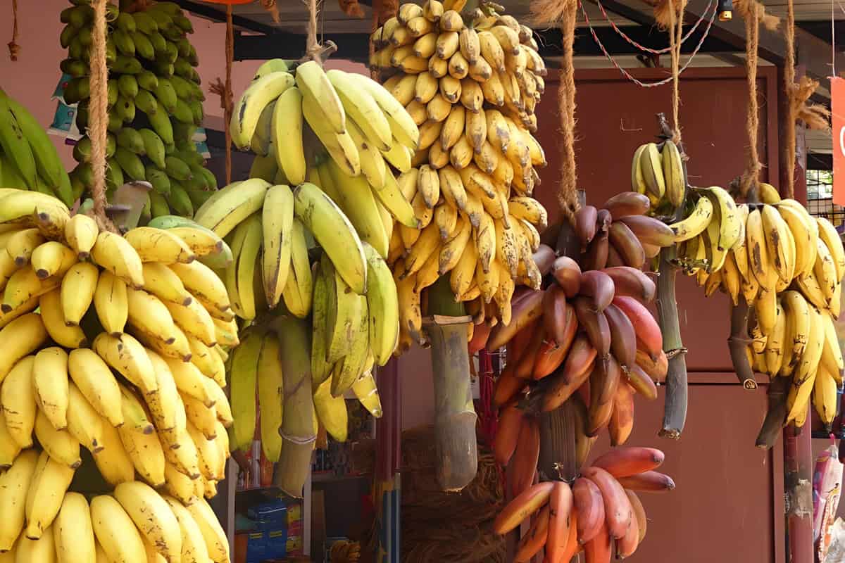 Different class and sizes of bananas being displayed. 