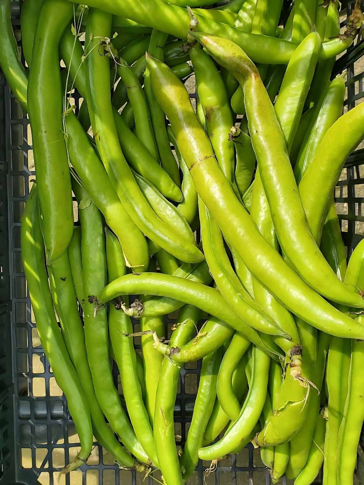 Fresh fava beans in a shopping basket.