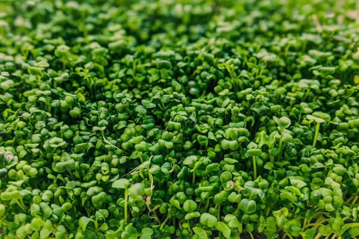 a close up view of a bunch of pea sprouts.