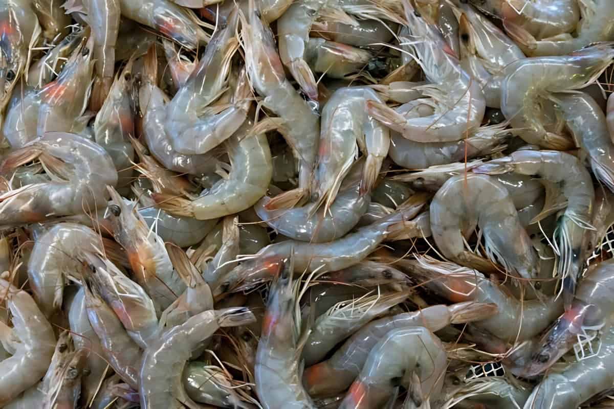 A pile of raw shrimps.