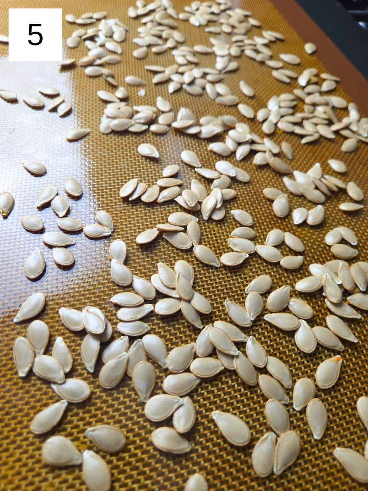 Squash seeds spread evenly in a single layer on a baking tray.
