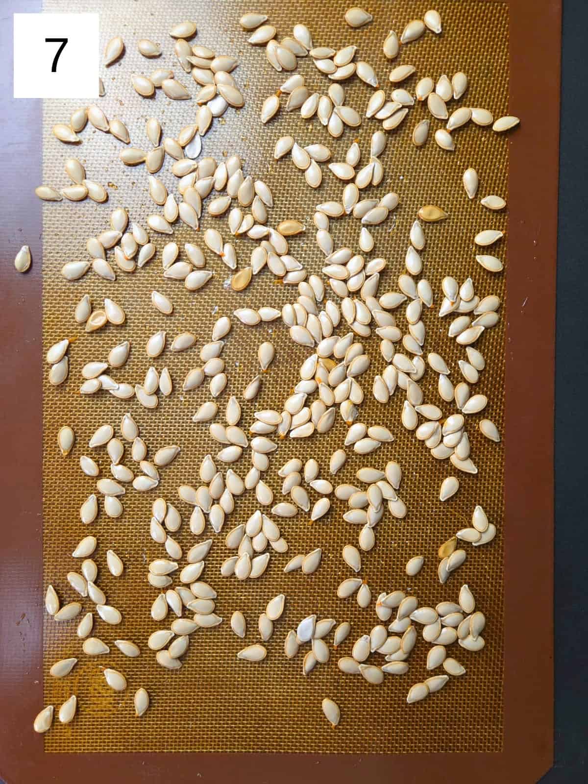 Roasted squash seeds spread evenly on a baking tray.